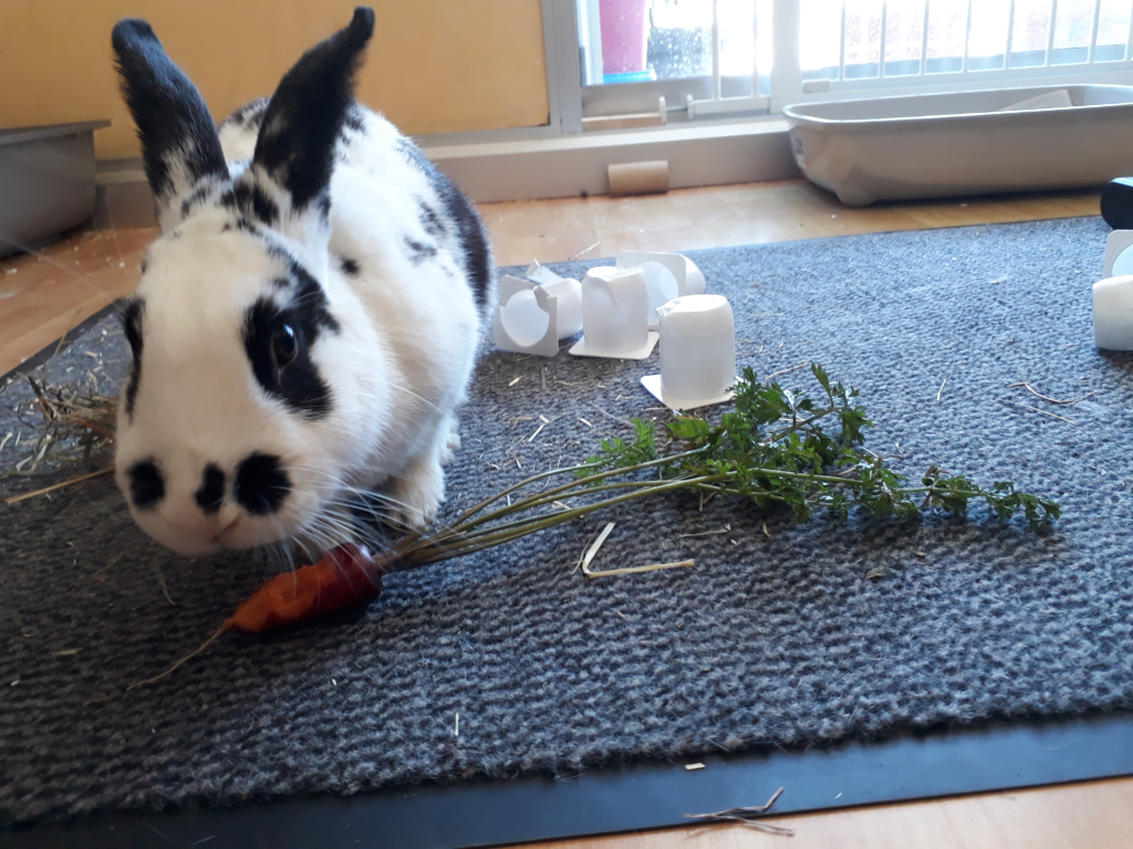 M. Pan le lapin noir et blanc mange une carotte rouge-orangée en regardant l'objectif dans les yeux.