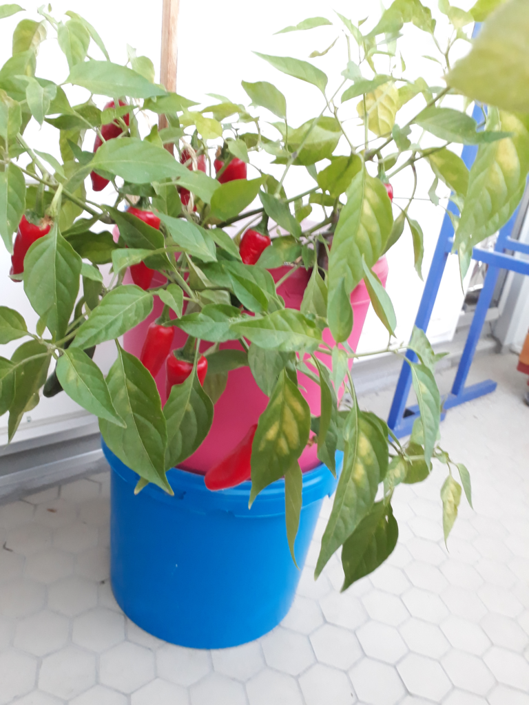 Piment dans un pot rose et bleu. Une dizaine de fruits rouge sont sur le plant.