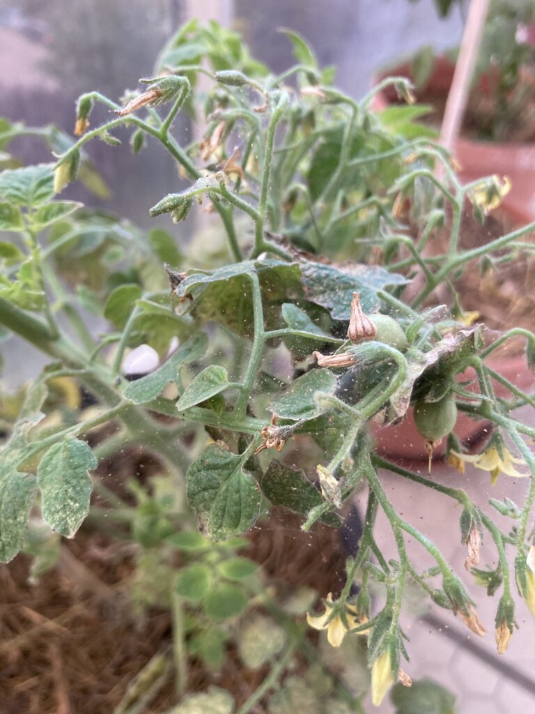 Photo de branches et feuilles de tomates recouvertes de toiles avec des points rouges dessus.