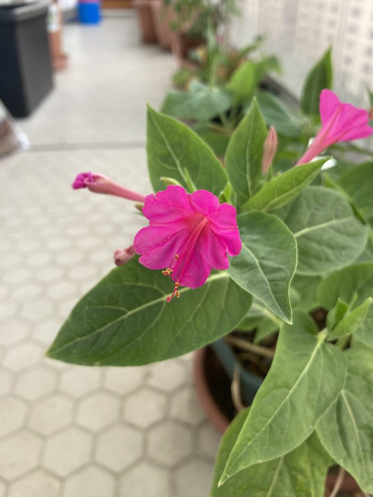 Photo d'une fleur Belle de Nuit rose fuchsia, avec le balcon en arrière plan.