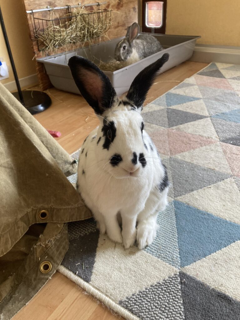 Photo d'un intérieur avec deux lapins.
En premier plan, le lapin noir et blanc regarde de face l'appareil photo, en position de communication (oreilles vers l'avant, pattes de devant à peine posées sur le sol)
Derrière lui, la lapine grise est dans le bac de foin. Elle regarde l'appareil photo de côté, plutôt en mode surveillance