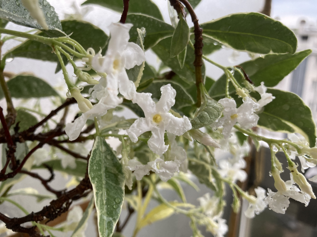 Photo de près de fleurs blanches de jasmins étoilés mouillées de gouttes